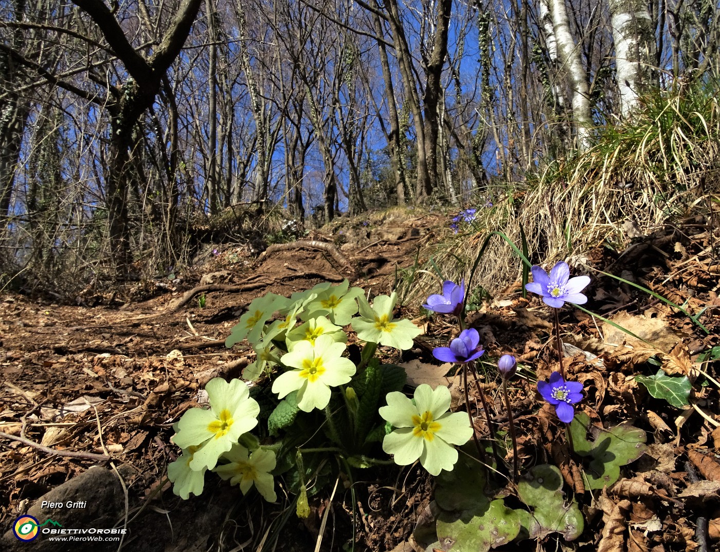 32 Primule gialle e erba trinita nel bosco di carpini neri.JPG